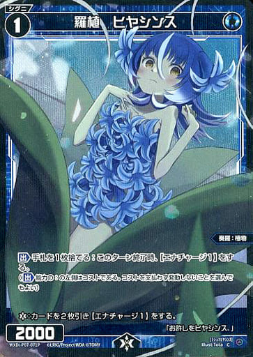 [P-C] WXDi-P07-071P 羅植 ヒヤシンス