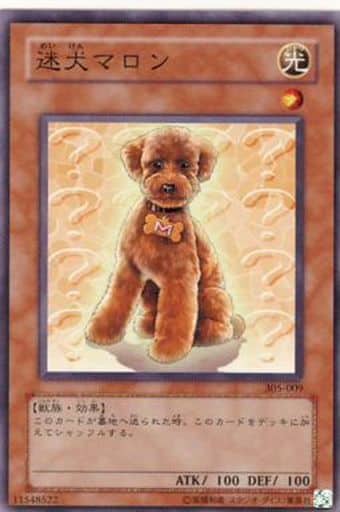 [NR] 305-009 迷犬マロン