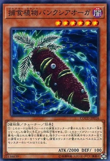 [N] COTD-JP016 捕食植物バンクシアオーガ